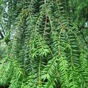 Torreya grandis feuille